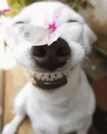 Roleoutsold Dog GIF - Roleoutsold Dog Smiling GIFs