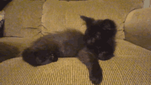 Chonk Kitten Solo GIF - Chonk Kitten Solo GIFs