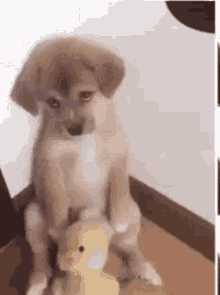 Sad Face Puppy GIF - Sad Face Puppy Dog GIFs
