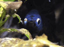 Fish Andrewculley GIF - Fish Andrewculley Angerfish GIFs