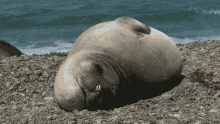 Animal Seal GIF - Animal Seal GIFs