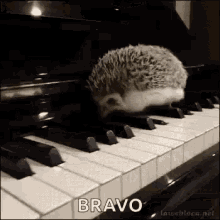 piano-hedgehog.gif