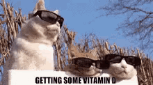 Getting Some Vitamin D GIF - Vitamin D Getting Some Vitamin D Sun Bathing GIFs