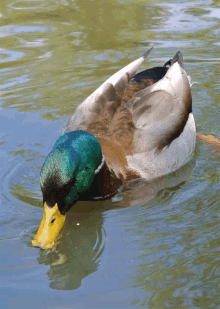 Pato Duck GIF - Pato Duck Water GIFs