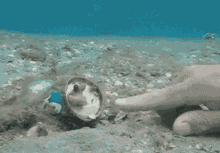 Octopus First GIF - Octopus First Contact GIFs