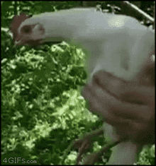 Chicken Head Not Moving GIF - Chicken Head Not Moving GIFs