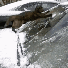 Slipping On Ice Driving In Snow GIF - Slipping On Ice Driving In Snow Cats GIFs