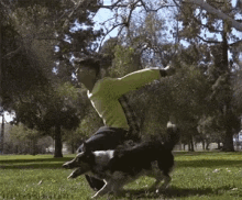 dog back flip dog back flip