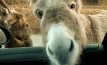 Donkey Says Hello GIF - Smh Cute Donkey Donkey GIFs