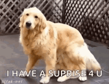 Funny Animals Dogs GIF - Funny Animals Dogs Golden Retriever GIFs