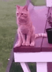 Peow8 Cats GIF - Peow8 Cats Kittens GIFs