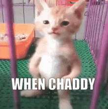 chaddy when kitty kitten cute cat