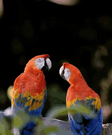 Bird Kiss GIF - Birds Bird Parrot GIFs