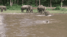 animals elephant river follow