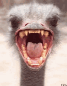 Ostrich Ahhh GIF - Ostrich Ahhh Scared GIFs