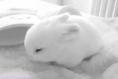 https://c.tenor.com/rsXaQVLZDicAAAAC/cute-bunny.gif
