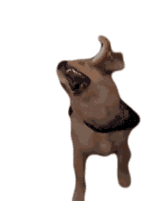 yawn doggo dog pet gape