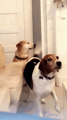 Dogs Slap GIF - Dogs Slap Ouch GIFs