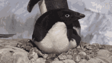 Though The Increase Could Be Partly Due To Improved Counting Methods National Geographic GIF - Though The Increase Could Be Partly Due To Improved Counting Methods National Geographic Adelie Penguin Numbers Have Marched Upward GIFs
