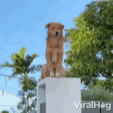 Watch Dog Viralhog GIF - Watch Dog Viralhog Dog GIFs