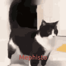 mephisto mysko wandavision marvel dance cat