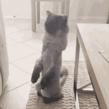 sagey cat standing cat