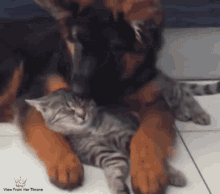 Caturday Vfht GIF - Caturday Vfht Gifs By Divinity GIFs