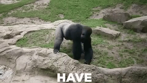 Gorilla Poo GIF - Gorilla Poo Throws - Discover &amp; Share GIFs
