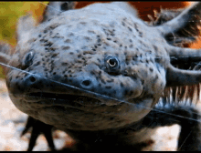 Axolotl Axolotl Meme GIF - Axolotl Axolotl Meme Axolotl Boop GIFs
