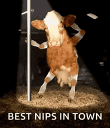 Cow Pole GIF - Cow Pole Dance GIFs