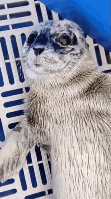 Go Away Marine Mammal Rescue GIF - Go Away Marine Mammal Rescue Baby Seal GIFs
