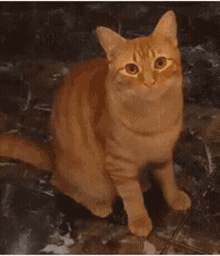Meow Cat GIF - Meow Cat Orange GIFs
