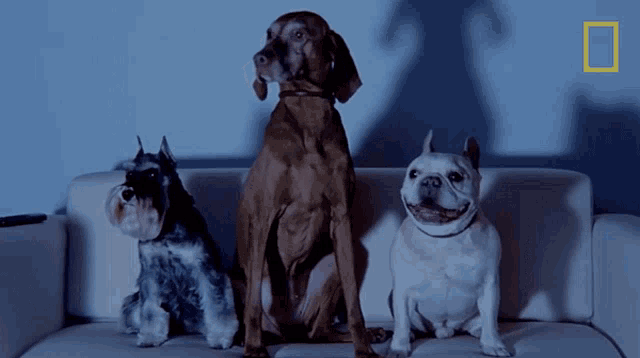 Sitting Survival Of The Friendliest GIF - Sitting Survival Of The Friendliest Trained GIFs