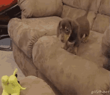 Puppy Fail GIF - Dog Duchshand Cute GIFs
