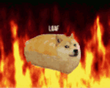 Doge Loaf GIF - Doge Dog Loaf GIFs