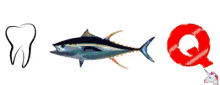 dtc yellowfin tuna tooth letter q
