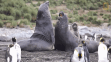 Banging Seals Short Film Showcase GIF - Banging Seals Short Film Showcase World Penguin Day GIFs