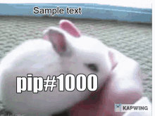 Pip Bunny GIF - Pip Bunny Funny GIFs