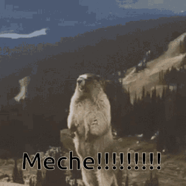 Meche Yell GIF - Meche Yell Scream GIFs