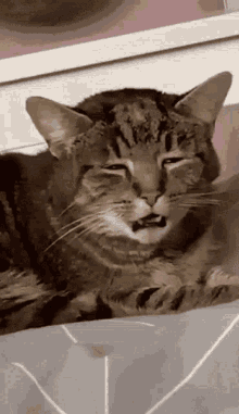 Cat Tired GIF - Cat Tired - Discover & Share GIFs