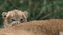 Lion Cub Baby Lion GIF - Lion Cub Baby Lion Cuddle GIFs