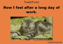 Long Day Kitten GIF - Long Day Kitten After A Long Day Of Work GIFs