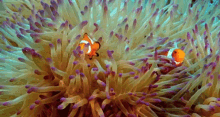 Clownfish GIF - Purenature Saltylove Clownfish GIFs