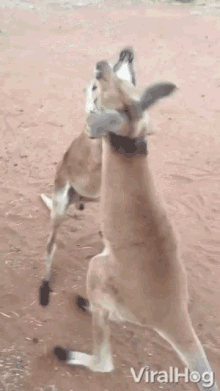 argue kick fight mad kangaroo