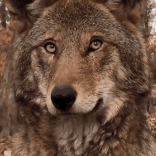 Wolf Red Wolf GIF - Wolf Red Wolf Akio GIFs