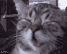 Cat Laugh GIF - Cat Laugh Happy GIFs