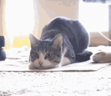 Win Cat GIF - Win Cat Shake GIFs