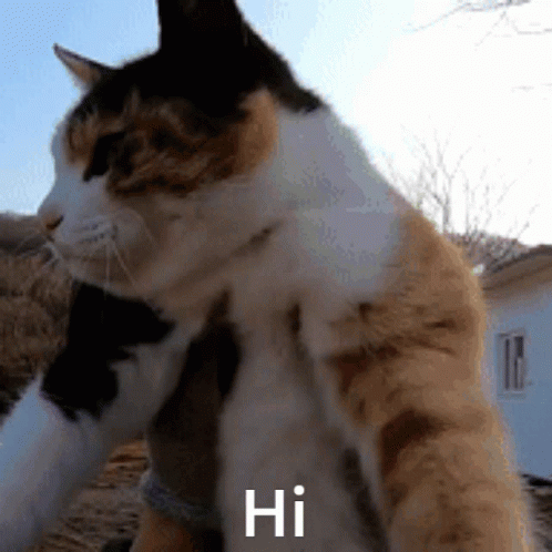 Wiggle GIF - Cat Wiggle Discover & Share