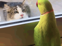 Parrot Cat GIF - Parrot Cat Hide And Seek GIFs