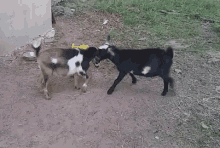 Goats Funny Animals GIF - Goats Funny Animals GIFs